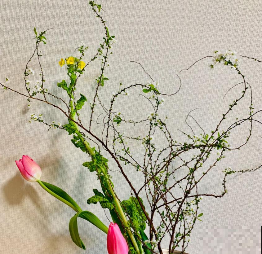 想省事就养雪柳，花美好养活，“懂事”到让人心疼！