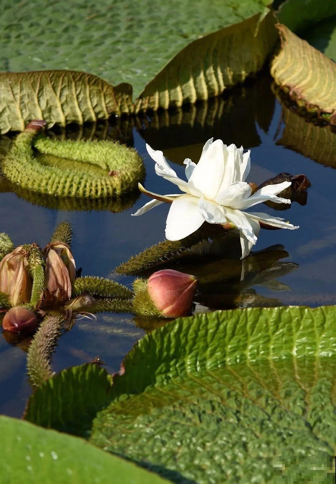 比人还大的植物叶,感受一下来自大自然的神奇! 比人还大的植物叶,感受一下来自大自然的神奇!