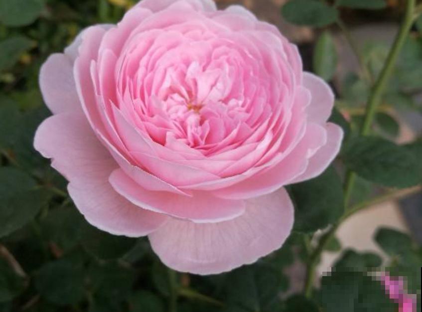 养瑞典女王要淡定,剪上几刀,花朵蹭蹭开! 养瑞典女王要淡定,剪上几刀,花朵蹭蹭开!