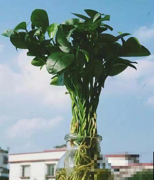 西红柿、玉米……埋土里，7天长成小森林，结出果子一大筐！