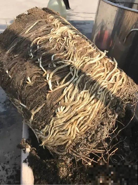 这花太好养,-40℃冻不死,1年能长6米! 这花太好养,-40℃冻不死,1年能长6米!