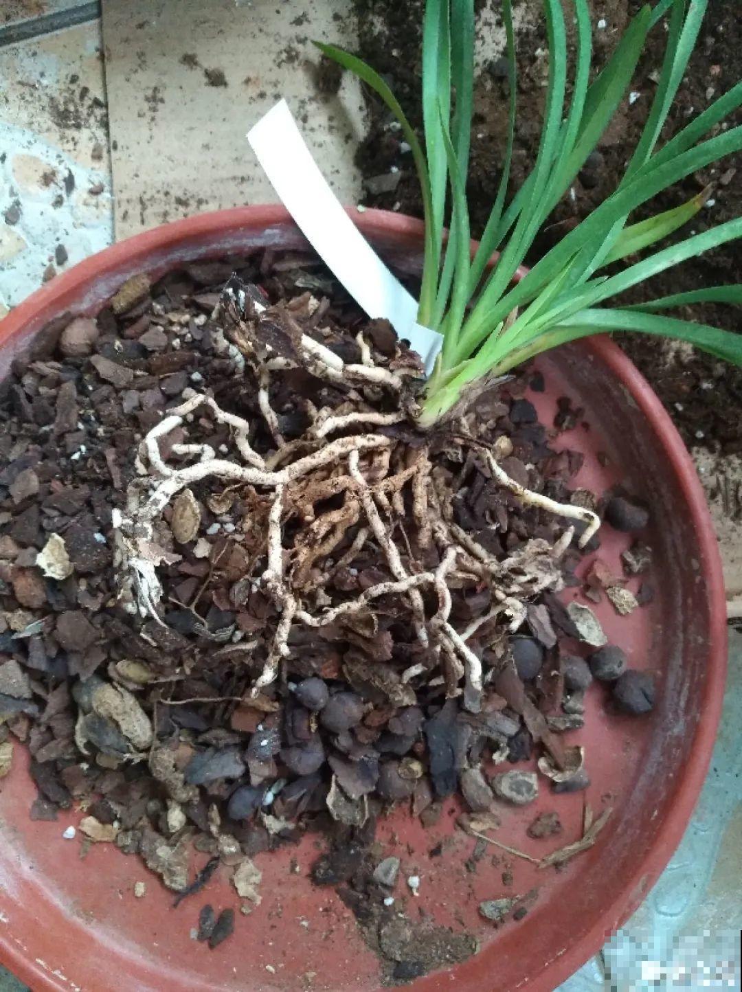 路边捡点松果，开水一烫来养花，透气不烂根！