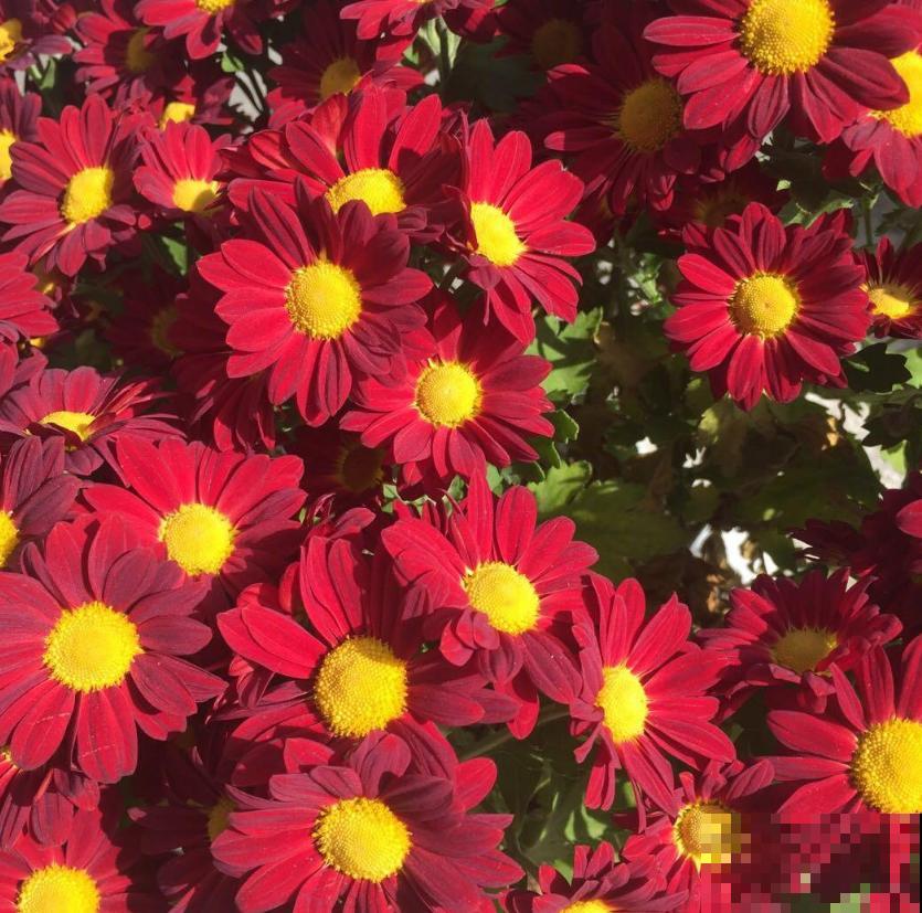 小巧霸气的女王菊，品种众多，养在阳台特美！