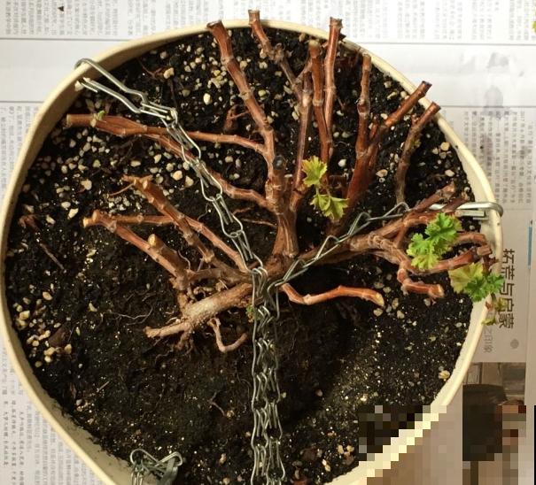 秋天养花就得折腾,修剪换盆施肥,一个工作都不能少! 秋天养花就得折腾,修剪换盆施肥,一个工作都不能少!