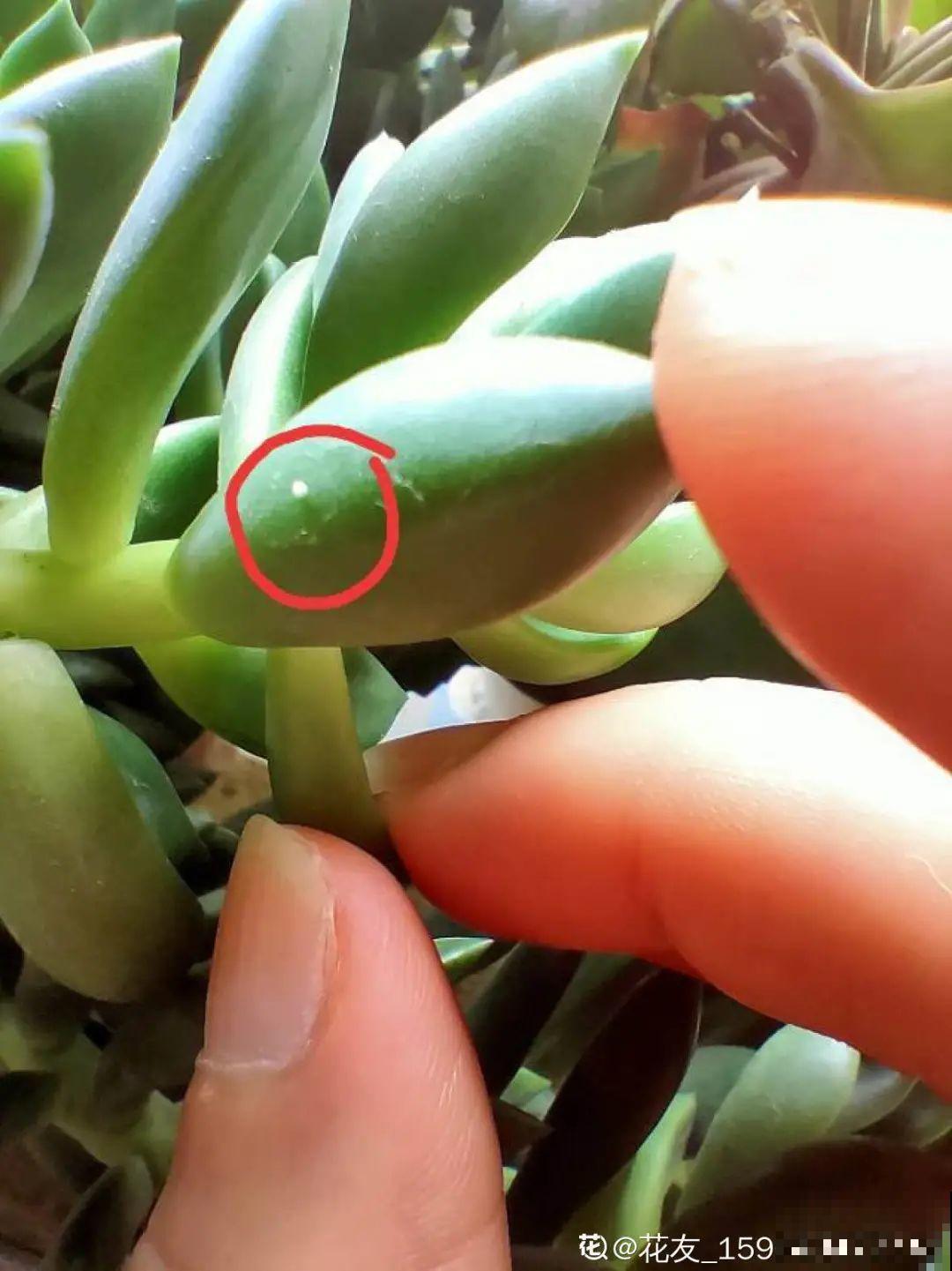 秋天虫子泛滥，不注意预防，家里的花都遭殃！