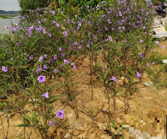 七旬老人,花6年时间在江边造花园,大风大浪都不怕! 七旬老人,花6年时间在江边造花园,大风大浪都不怕!