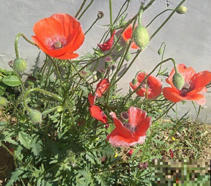 秋季养花大合集，30种花，你想要的我全有！