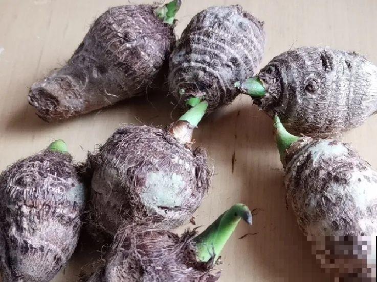 玉米地瓜，放久了自动变成盆栽，太好活了吧？