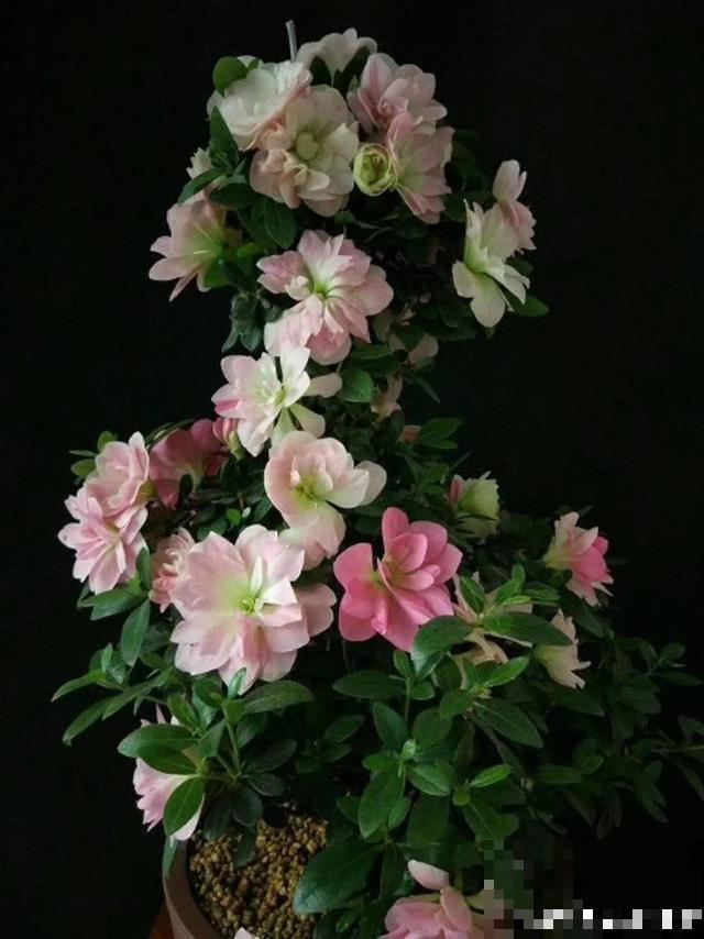 20种花,天凉了赶紧剪,来年开花有多又艳! 20种花,天凉了赶紧剪,来年开花有多又艳!