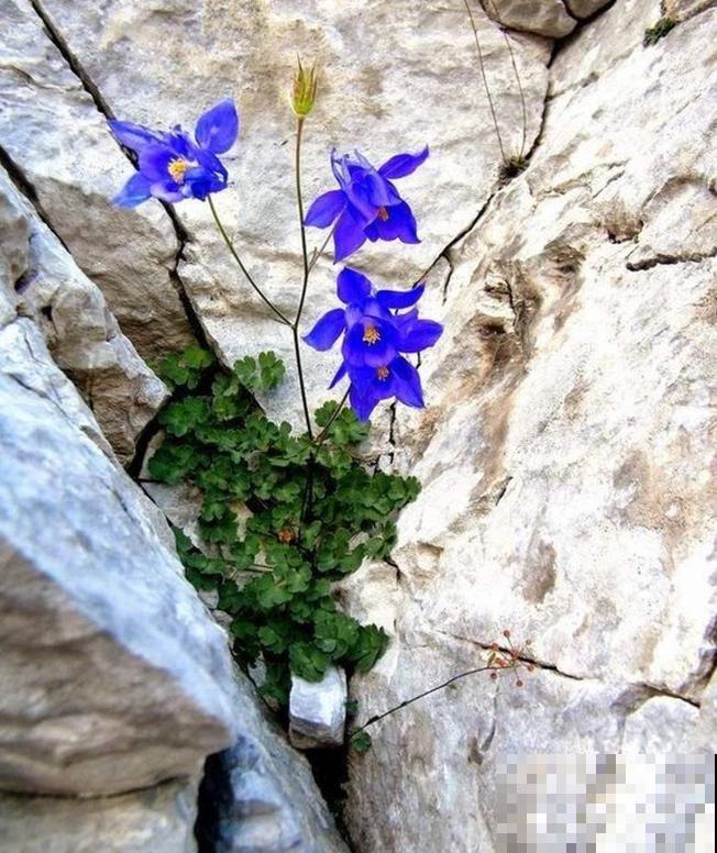 石缝间开出来的花,一点土都没有,生命力太强悍! 石缝间开出来的花,一点土都没有,生命力太强悍!