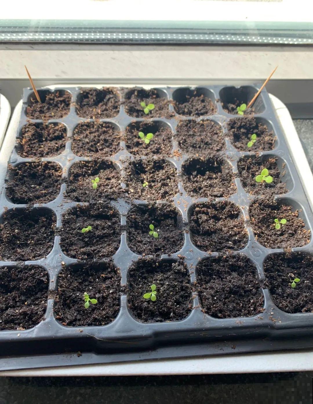 5种花，只能秋天播种，苗壮开花多！