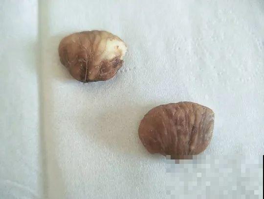 西红柿、玉米……埋土里，7天长成小森林，结出果子一大筐！