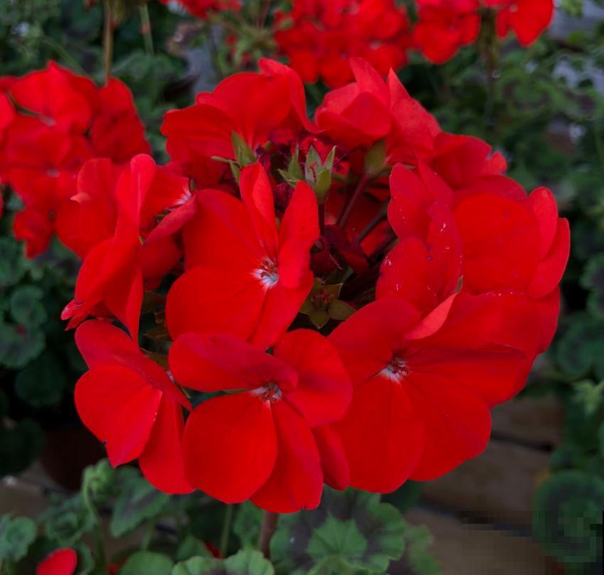 天竺葵出现黄叶，说明养护有问题，看看你是哪里做错了！