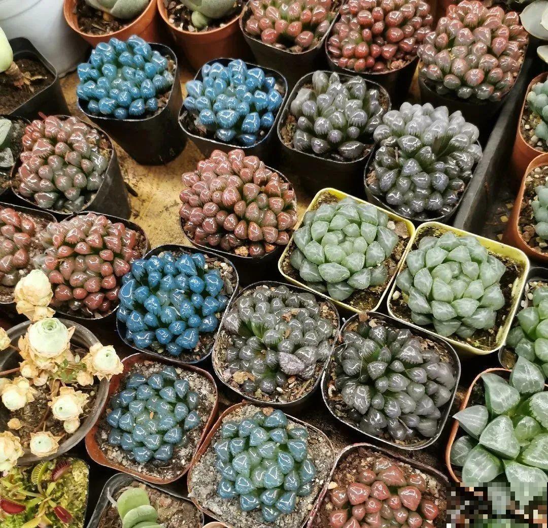 7种花,全是骗人的,白花冤枉钱! 7种花,全是骗人的,白花冤枉钱!