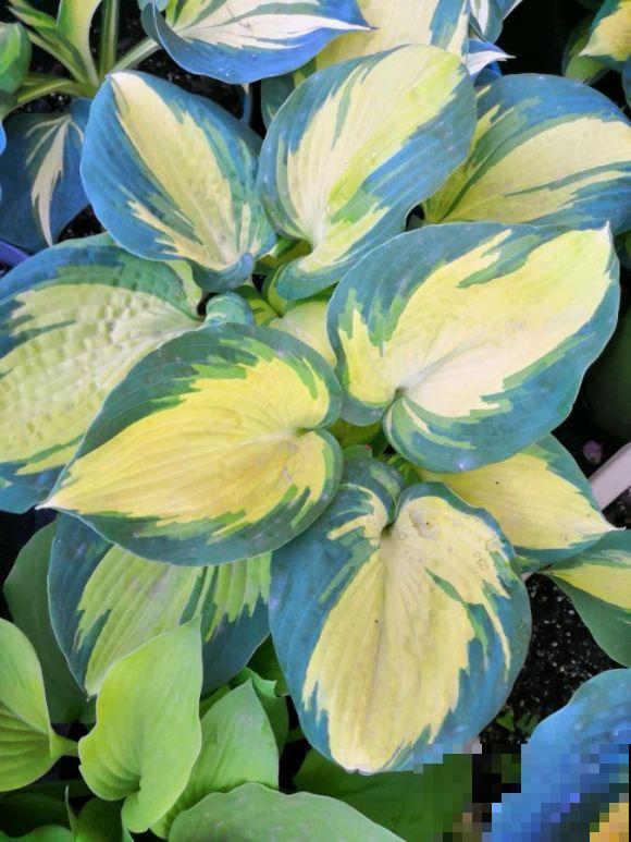 秋天就适合种草,叶子五彩斑斓,比月季三角梅都好看! 秋天就适合种草,叶子五彩斑斓,比月季三角梅都好看!