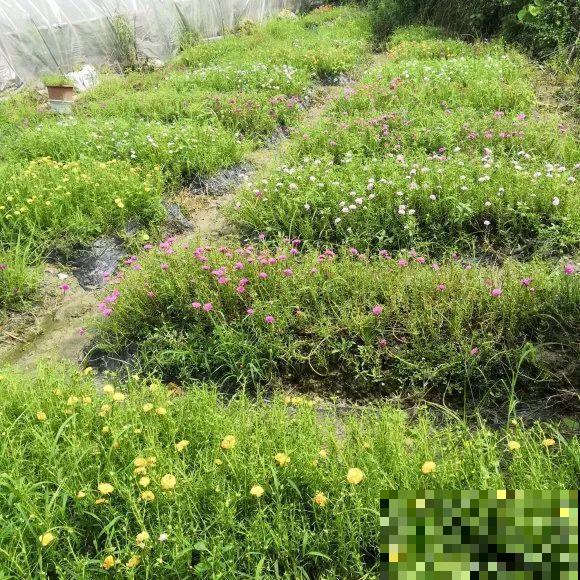 种花赚钱？要是有块地，真的发财了！