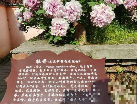 407岁古树，熊孩子玩火烧坏，只剩树皮还能活？