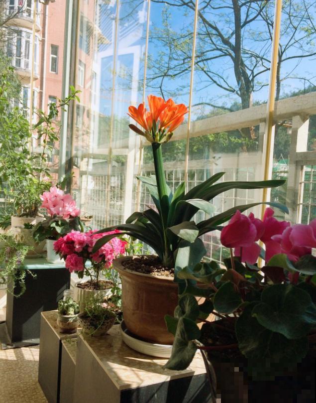 她家的花一开，就赶紧画成水彩画，比真花还美！