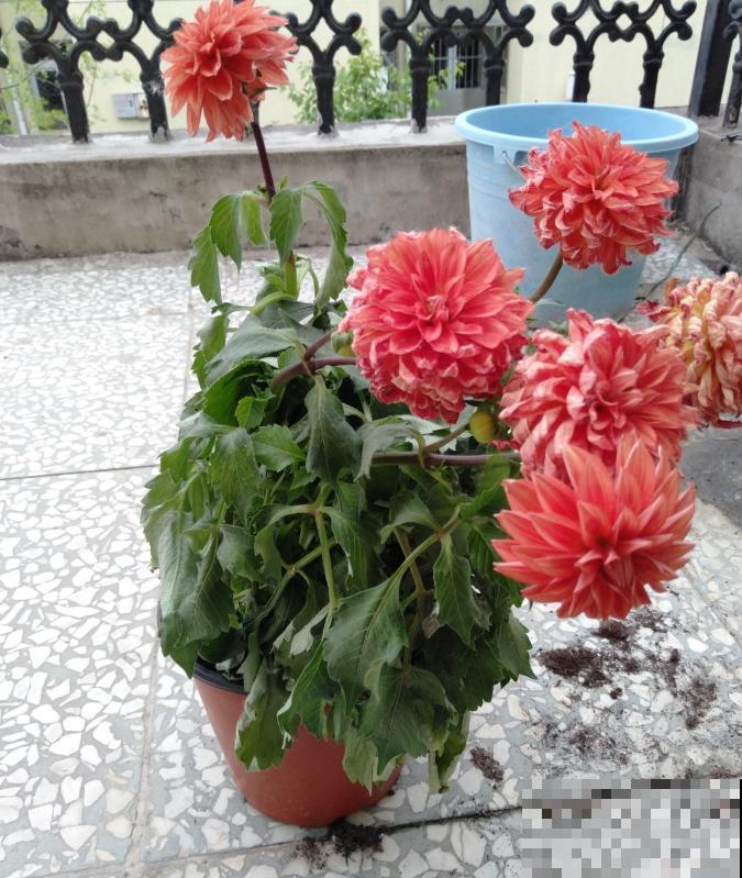 现在给大丽花剪一剪，到秋天，花朵开得比碗大！