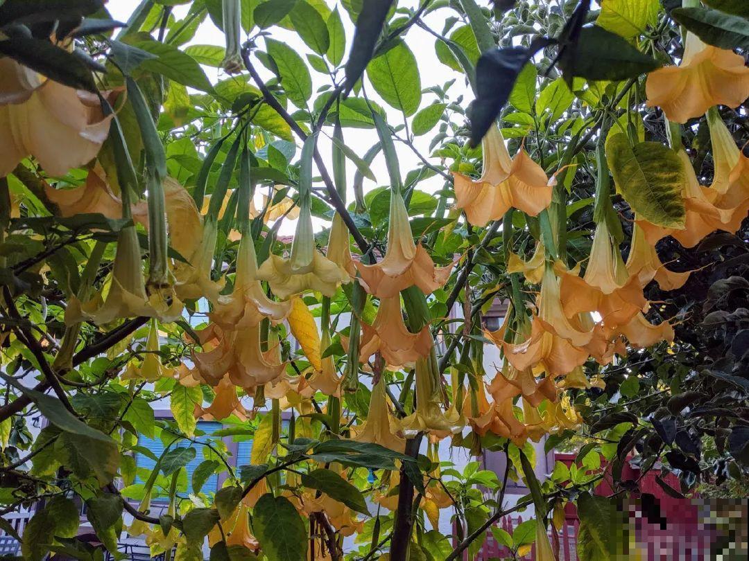 罂粟花不能随便种,私自种植,就得薅光 罂粟花不能随便种,私自种植,就得薅光