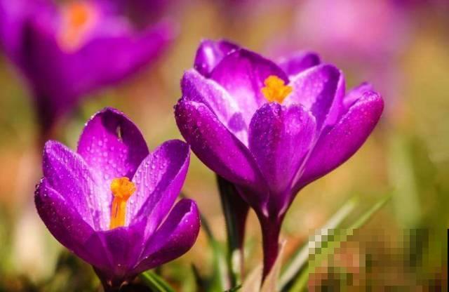 比黄金还珍贵的藏红花,其实在家就能种,三个月就开花! 比黄金还珍贵的藏红花,其实在家就能种,三个月就开花!