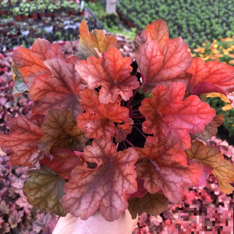 秋天就适合种草,叶子五彩斑斓,比月季三角梅都好看! 秋天就适合种草,叶子五彩斑斓,比月季三角梅都好看!