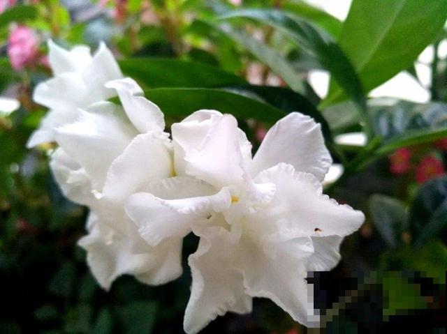 扶桑花吃了名字亏,还是叫朱槿好听,开花鲜艳花期还长 扶桑花吃了名字亏,还是叫朱槿好听,开花鲜艳花期还长