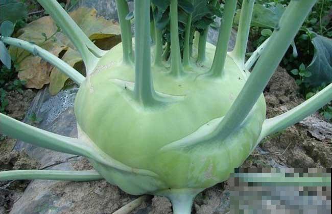 农村常见的“撇拉疙瘩”,炒菜凉拌都好吃,现在见得少 农村常见的“撇拉疙瘩”,炒菜凉拌都好吃,现在见得少