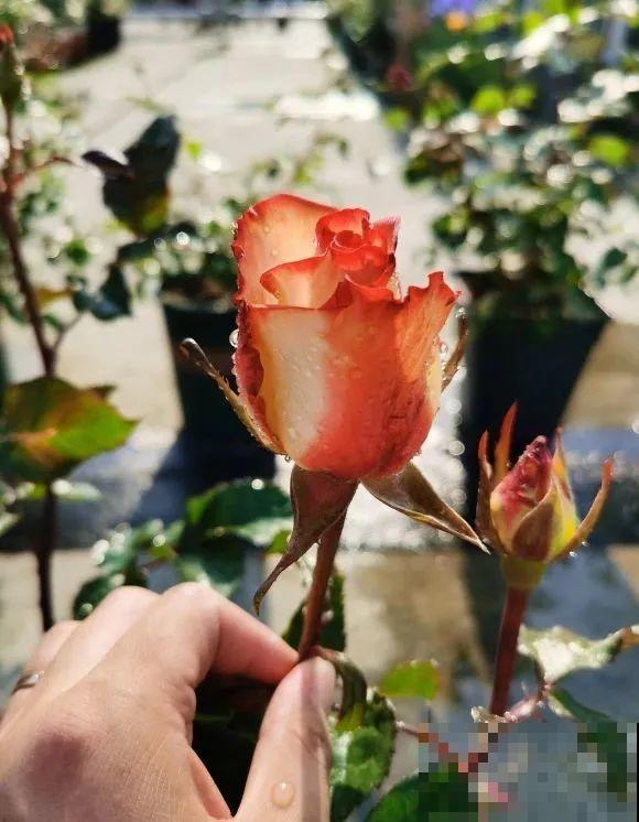 我在公司养300盆花，老板没批评，还帮忙拍照！