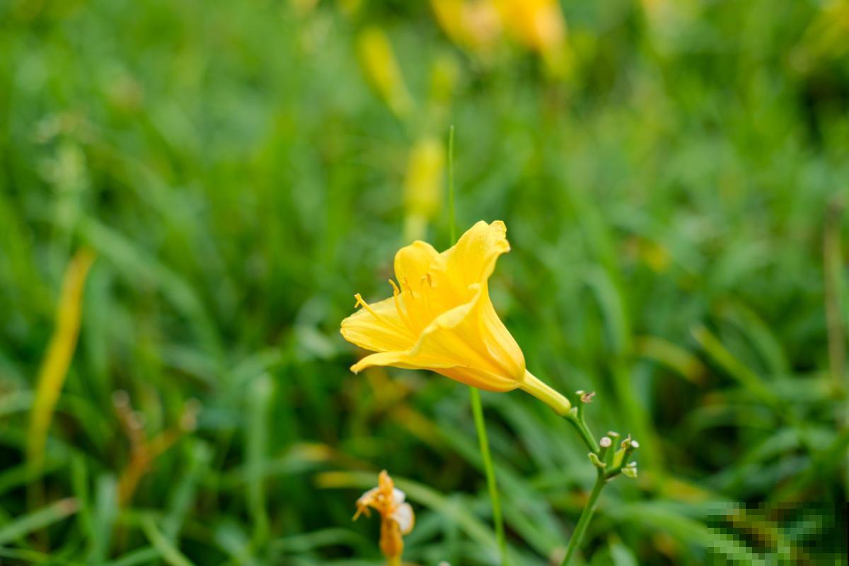 萱草不开花?做好这6点,小黄花开满园! 萱草不开花?做好这6点,小黄花开满园!