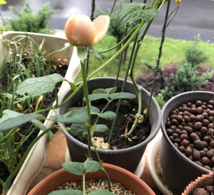 养瑞典女王要淡定,剪上几刀,花朵蹭蹭开! 养瑞典女王要淡定,剪上几刀,花朵蹭蹭开!