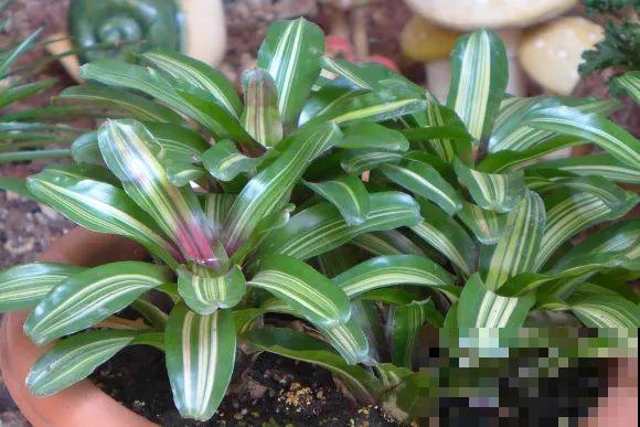 秋天的院子,养点喜欢的花,乐得自在 秋天的院子,养点喜欢的花,乐得自在