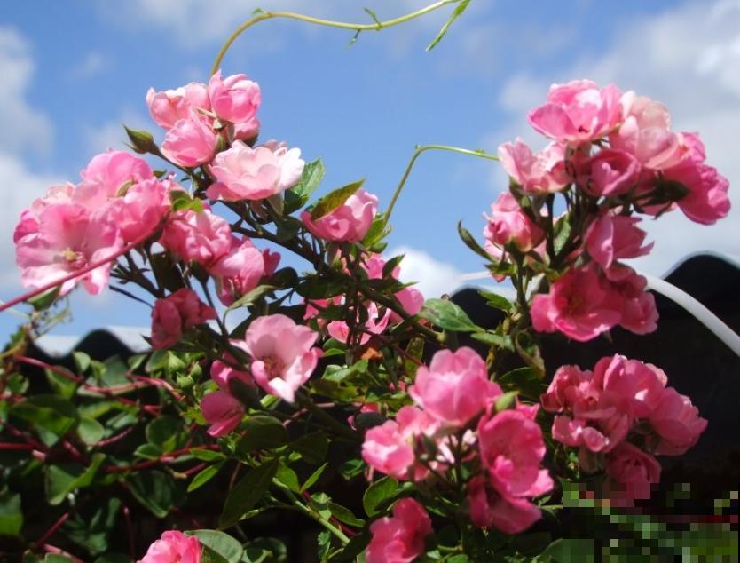 藤本月季,天使安吉拉,一年四季花开满墙! 藤本月季,天使安吉拉,一年四季花开满墙!