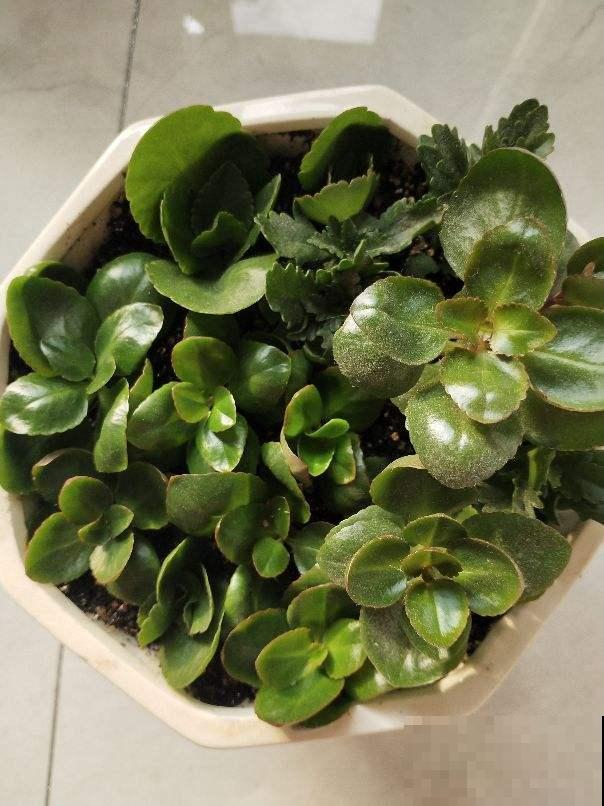 现在气温还不冷,有些情况不能施肥,你家花存在这些情况吗 现在气温还不冷,有些情况不能施肥,你家花存在这些情况吗