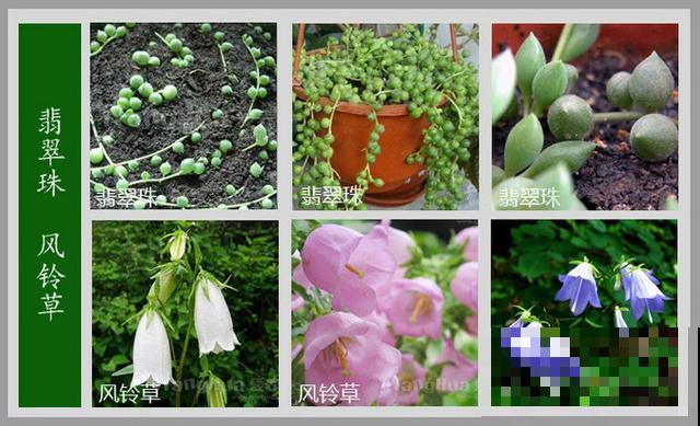 最齐全的《百花图谱》,珍藏起来,路边花都能叫上名! 最齐全的《百花图谱》,珍藏起来,路边花都能叫上名!