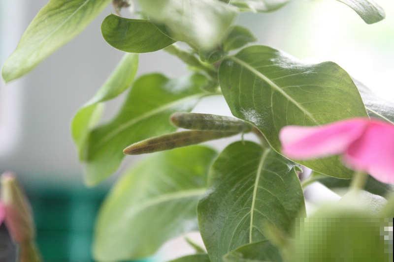 可以自生自长的花,种子掉土里就活,不用管开不停! 可以自生自长的花,种子掉土里就活,不用管开不停!