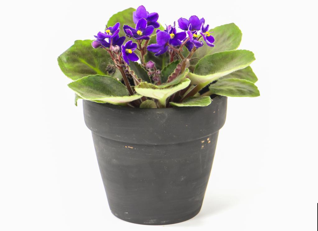 绿萝养腻了,换成非洲紫罗兰,1年有10个月花期! 绿萝养腻了,换成非洲紫罗兰,1年有10个月花期!