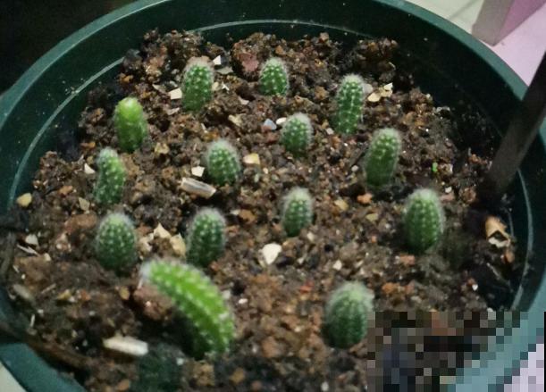 长得最快的多肉，满盆毛毛虫，开花比月季还艳！