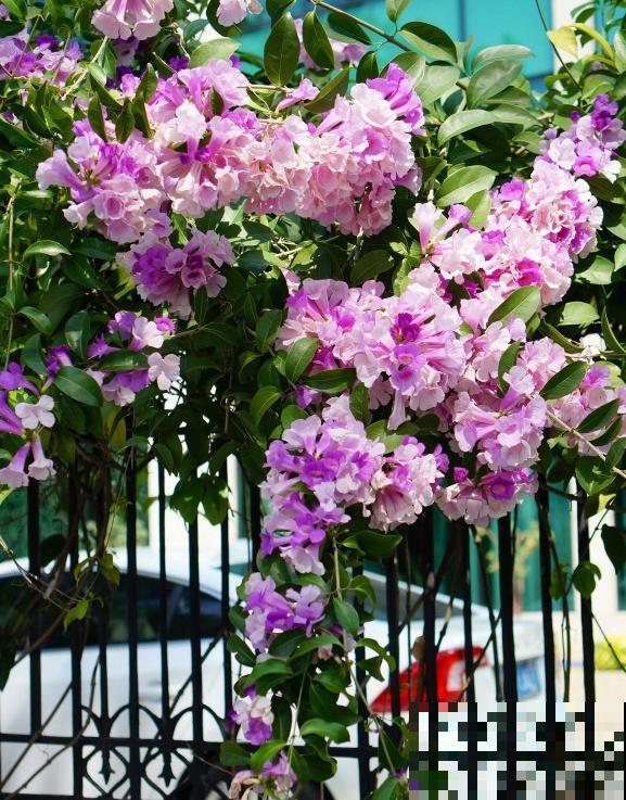 20种秋天开花的植物,外出看到,记得拍照欣赏! 20种秋天开花的植物,外出看到,记得拍照欣赏!