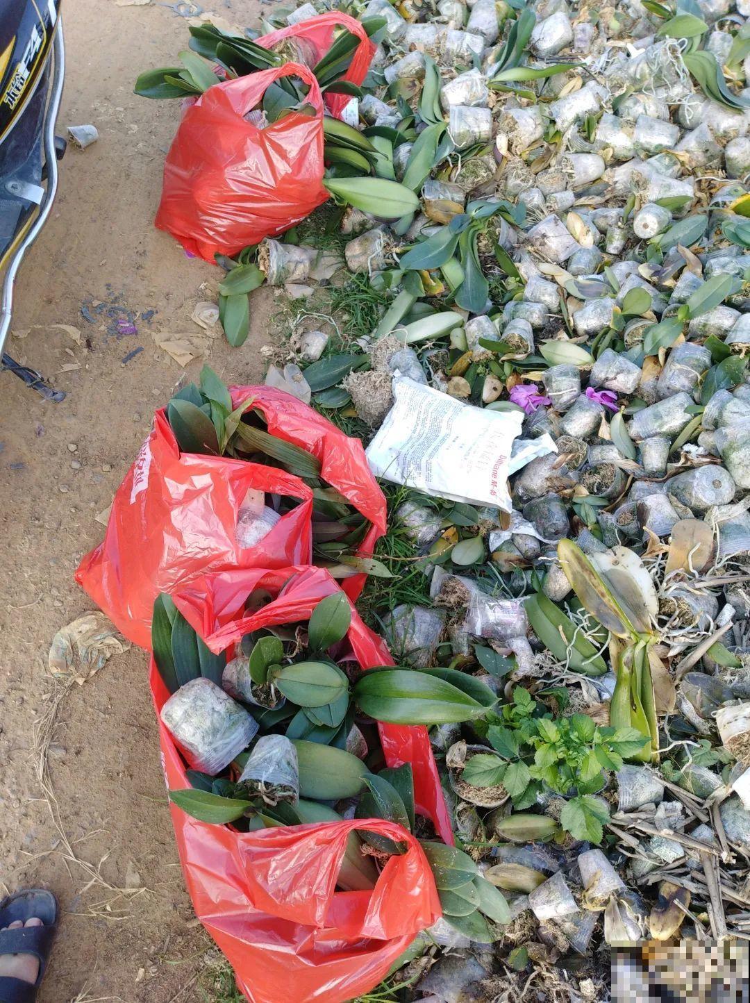 花堆成山,捡到手软,大麻袋都装不下了! 花堆成山,捡到手软,大麻袋都装不下了!