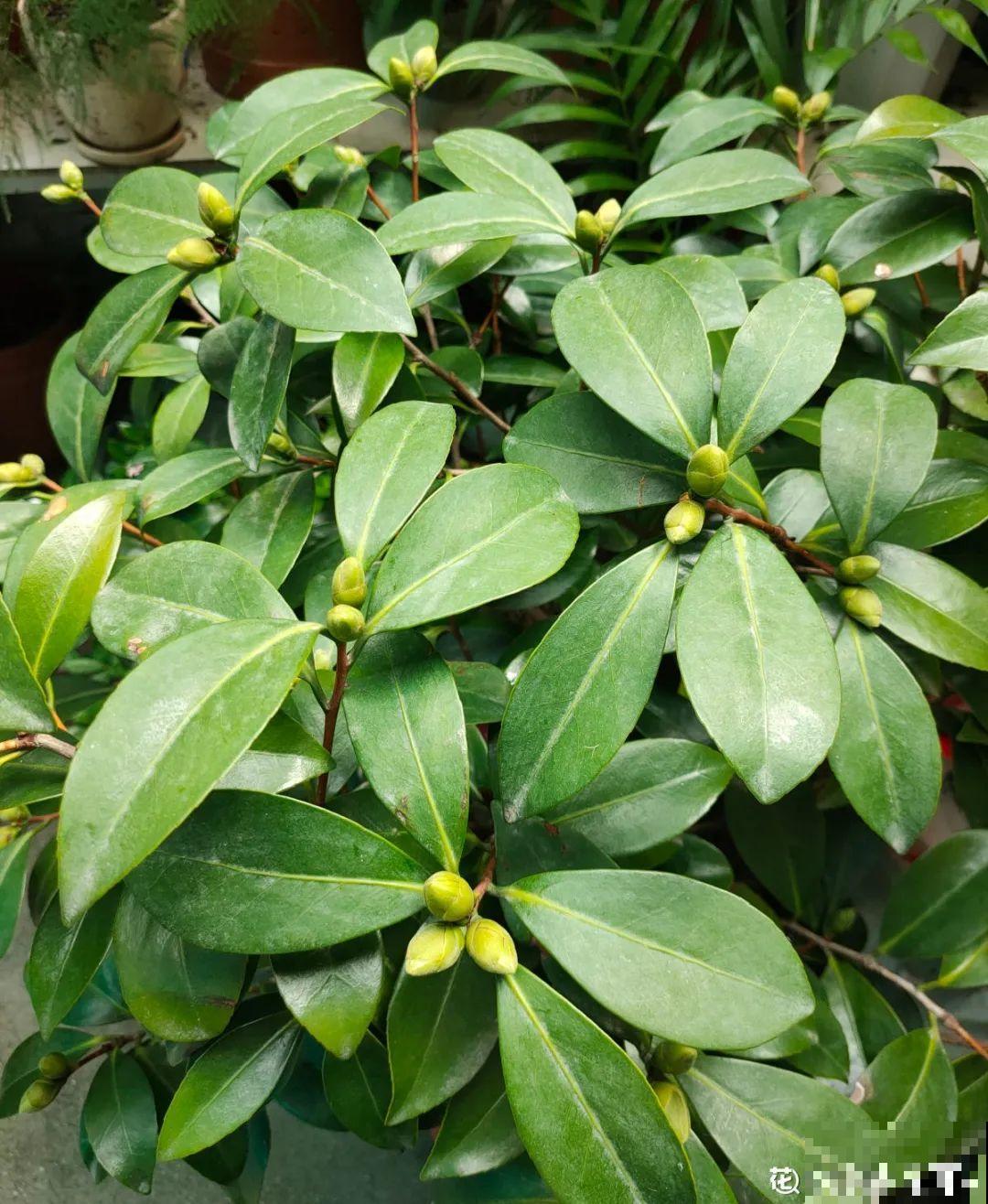 三伏已过,这花可以处理了,晚了错过开花! 三伏已过,这花可以处理了,晚了错过开花!