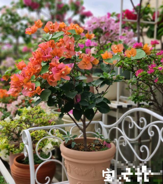 20平的小楼顶，养了100多盆三角梅，花团锦簇美不胜收！