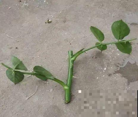 扦插有啥难？1根吸管，插活6盆花，太简单了！