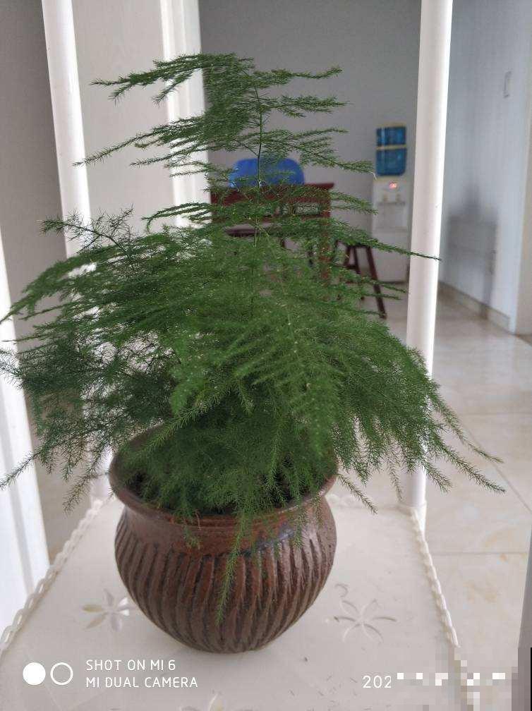 初秋文竹叶子发黄,剪一刀多通风,呼呼长出小嫩芽 初秋文竹叶子发黄,剪一刀多通风,呼呼长出小嫩芽