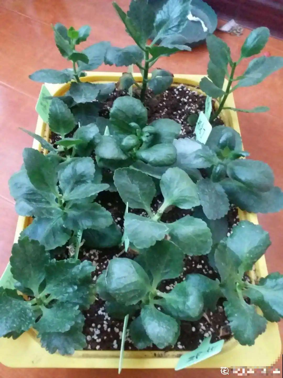 秋凉容易生虫子，月季招来害虫，必须赶紧换盆