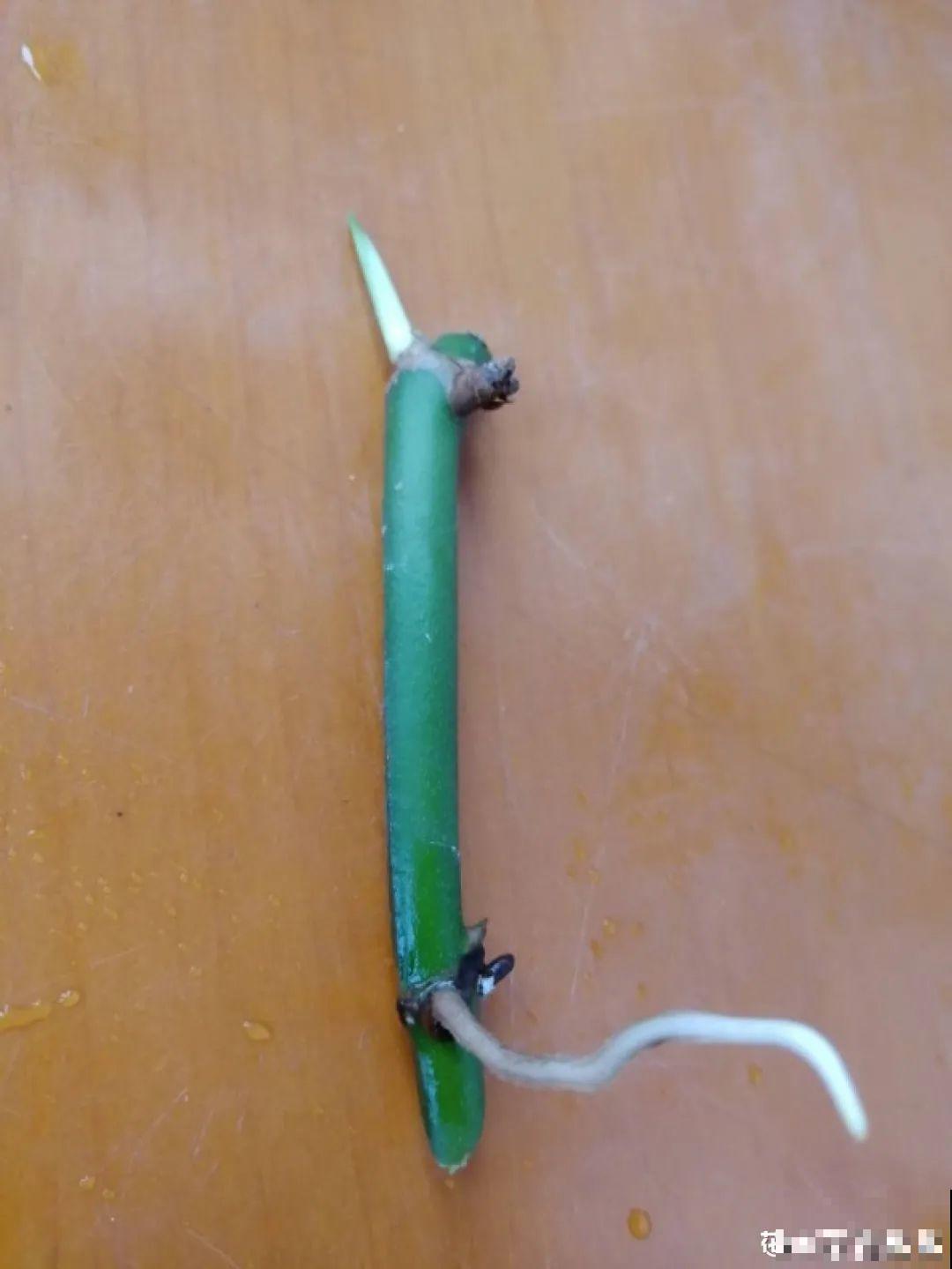 龟背竹长出长鞭子，连着茎一块砍下来，种土里就能活