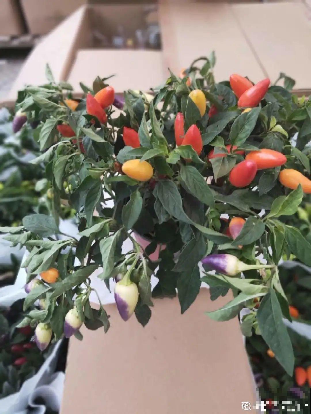 秋天养这4种菜，长得快、结果多，一茬茬吃不完！