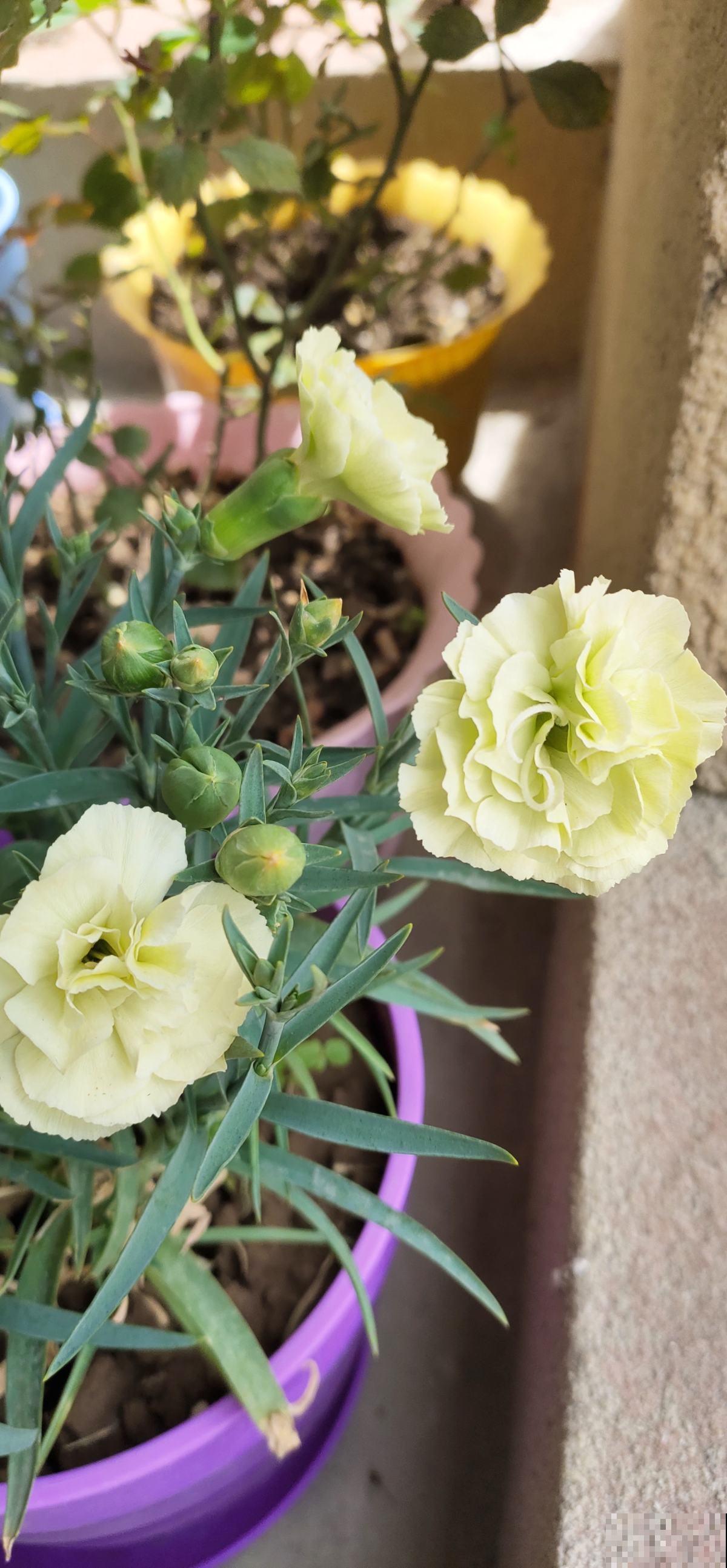 养花不走寻常路,这5种绿色花卉,养在家里特清新! 养花不走寻常路,这5种绿色花卉,养在家里特清新!