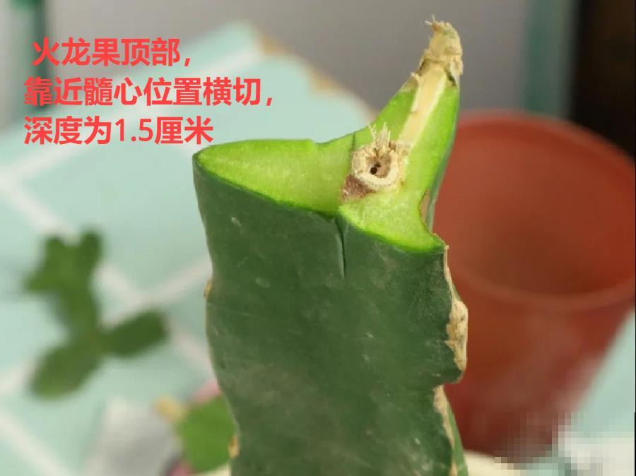 嫁接达人,玉树嫁接长寿上,花友直呼内行! 嫁接达人,玉树嫁接长寿上,花友直呼内行!