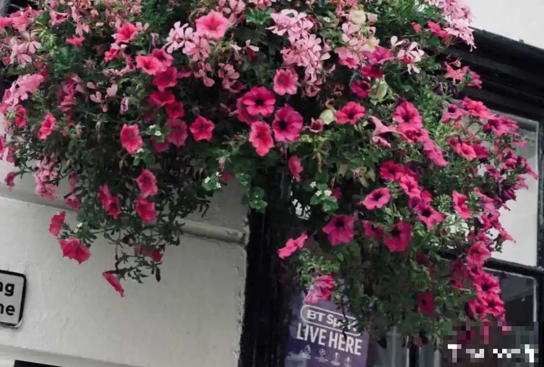 立秋后就养它，下个月爆盆，开花5、6次！